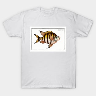 Chaetodon marginatus (1785–1797) T-Shirt